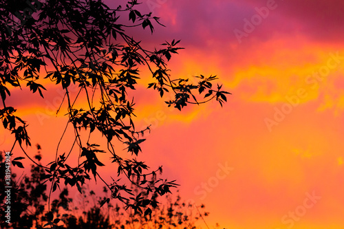 Contour leaves on a pink sunset background. © Irida