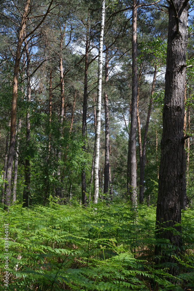 Fougères vertes de forets sous des pins. Green forest ferns under pine trees. Fougères vertes de forets sous des pins. Green forest ferns under pine trees.