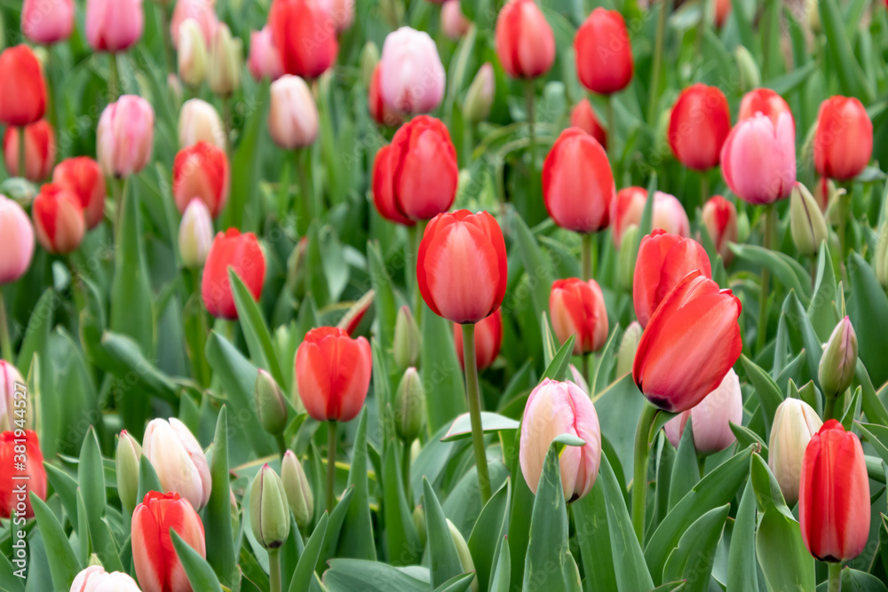 Closeup of a field of blooming red and pink tulip flowers