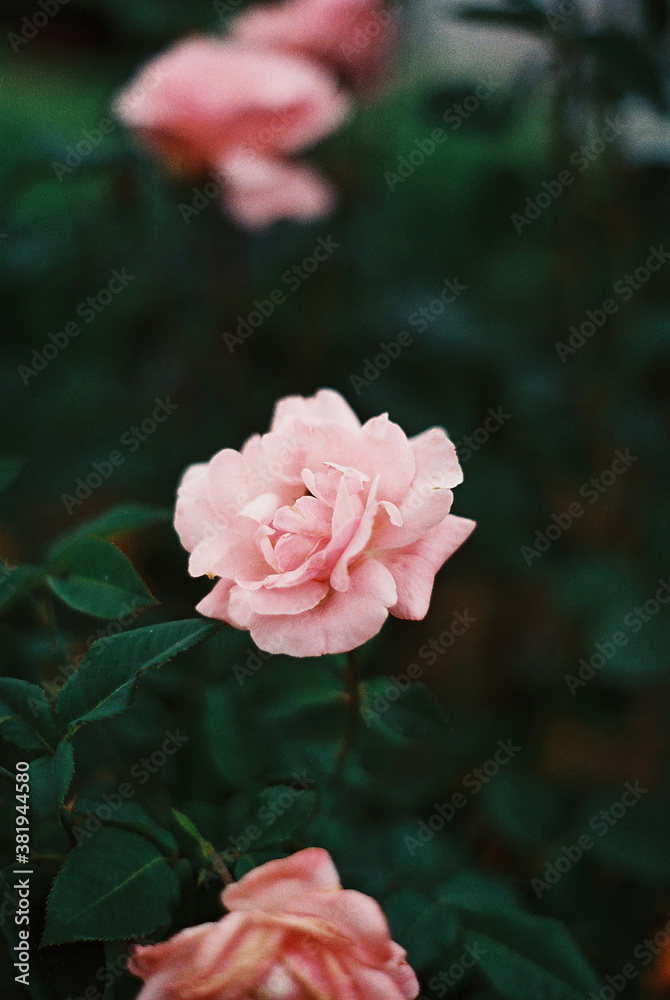 pink rose in the garden pink rose in the garden