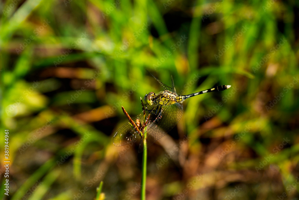 Dragonfly on top of grass, light green body with black stripes, brown and light green eyes, wings spread still.