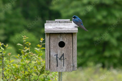 Beautiful blue tree swallow (Tachycineta bicolor) preens its feathers on top of a wooden nest box against a green background in Houston Meadow, Wissahickon Valley Park, Philadelphia, Pennsylvania, USA photo