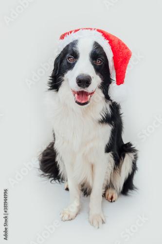 Funny studio portrait of cute smiling puppy dog border collie wearing Christmas costume red Santa Claus hat isolated on white background. Preparation for holiday Happy Merry Christmas 2021 concept