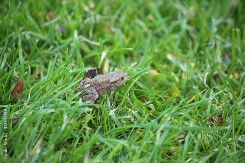 a common toad  bufo bufo  in the green grass