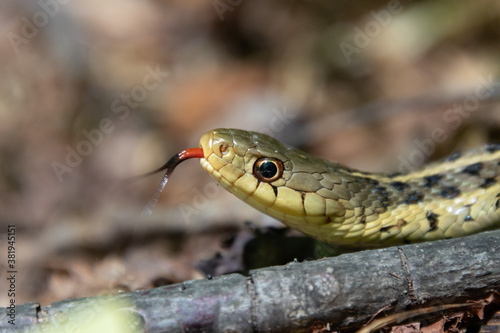 Shorthead garter snake (Thamnophis brachystoma) basks in a wooded clearing, flicking its tongue out