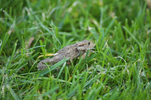 a common toad (bufo bufo) in the green grass © PeSchne