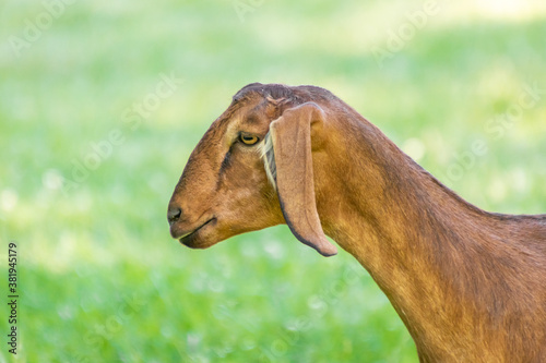 Cute brown goat head and face with floppy ears on green grass farm