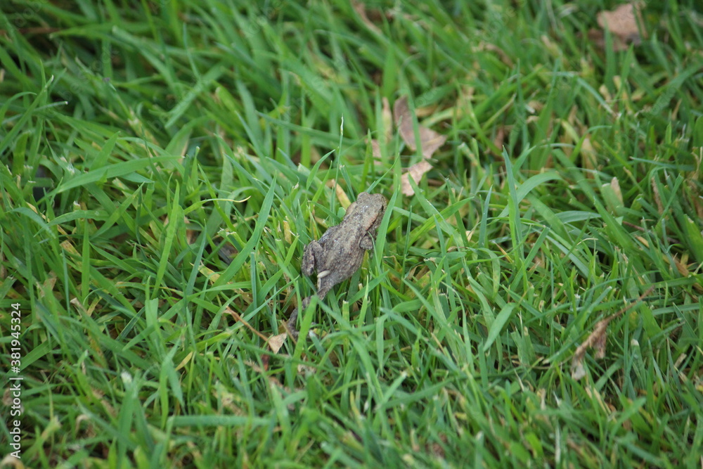 a common toad (bufo bufo) in the green grass a common toad (bufo bufo) in the green grass