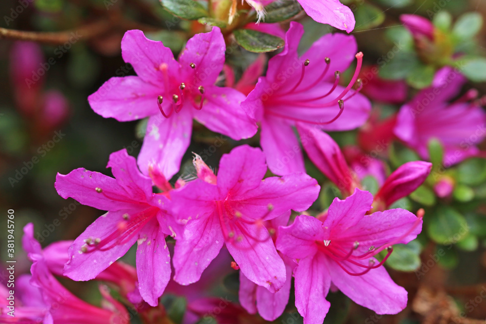 Pink Azalea flowering in Spring Pink Azalea flowering in Spring