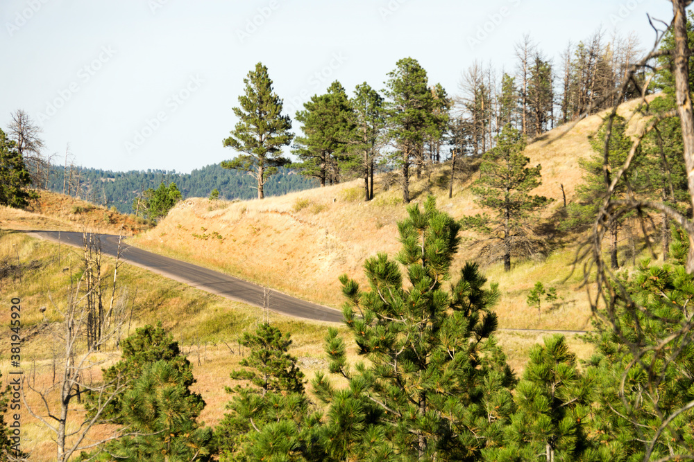 Road Through Custer State Park in the Black Hills