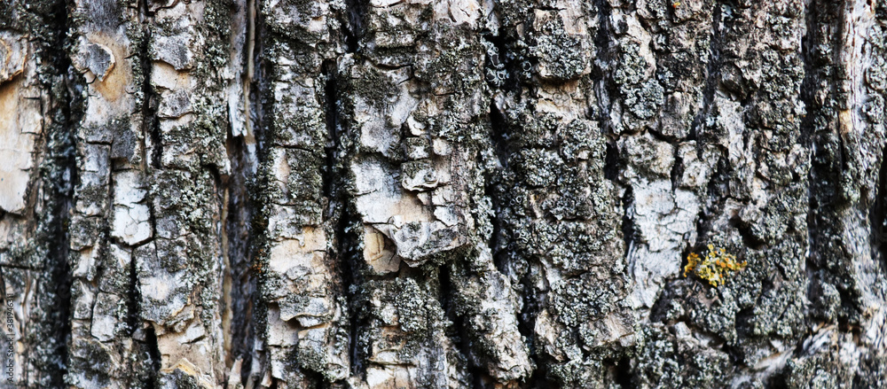 Old dirty bark texture background Old dirty bark texture background