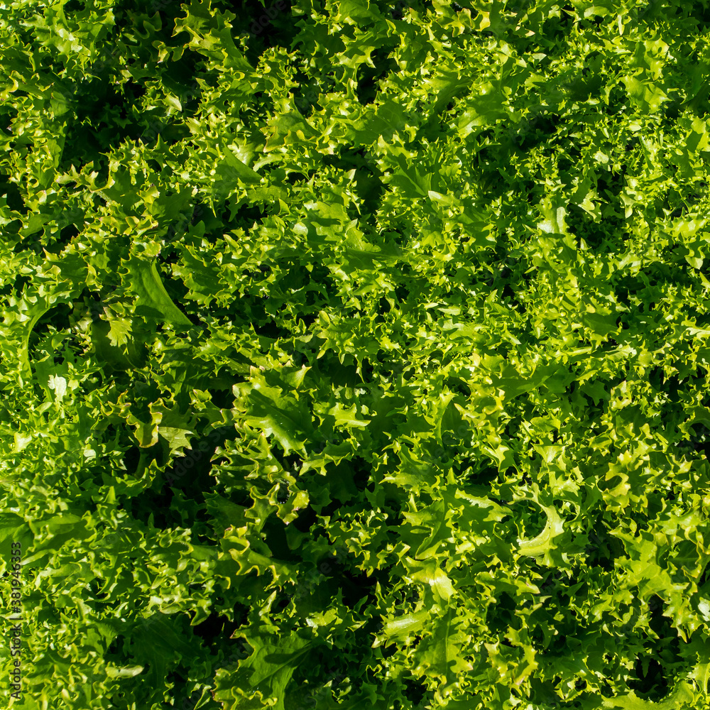 background of leaves background of leaves