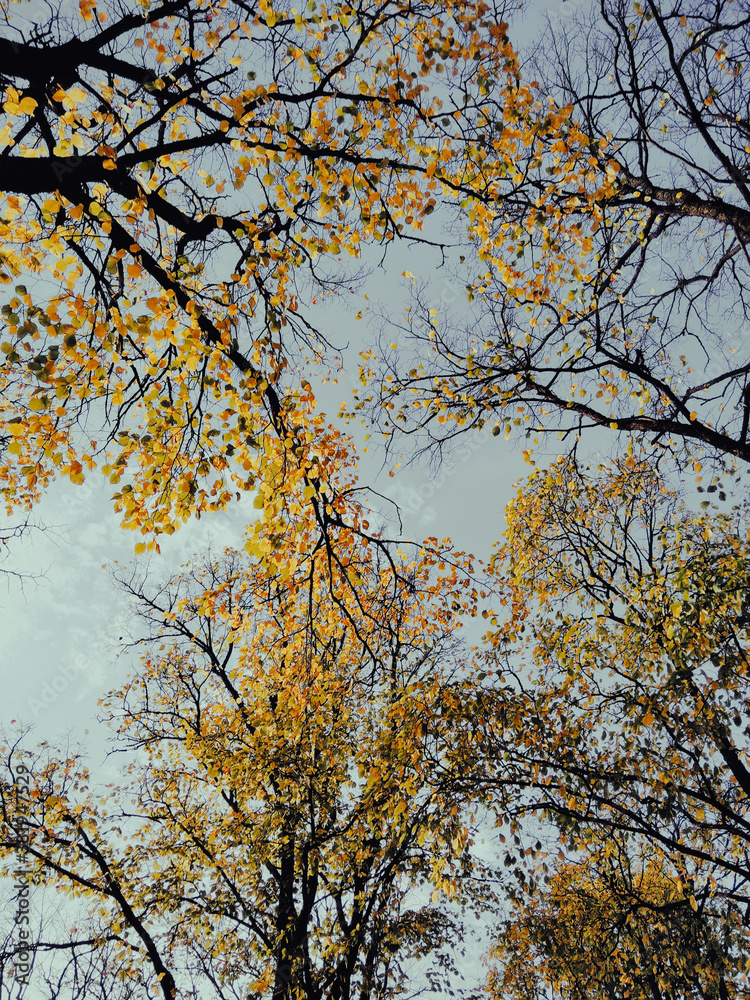 Fototapeta premium autumn tree in the park