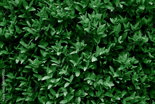 Pattern of green leaves for background