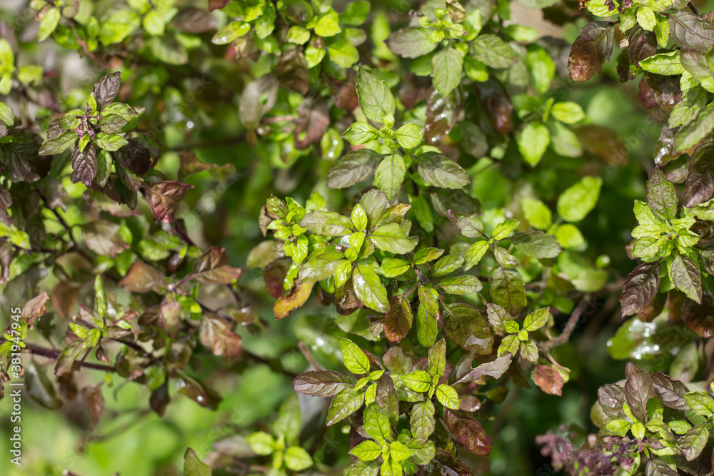 leaf and flower of holy basil leaf and flower of holy basil