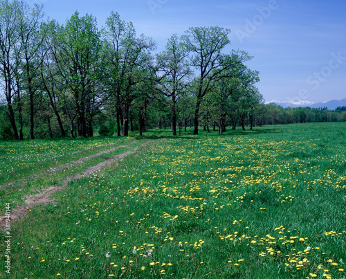 Wallpaper Mural 十勝放牧 Torontodigital.ca