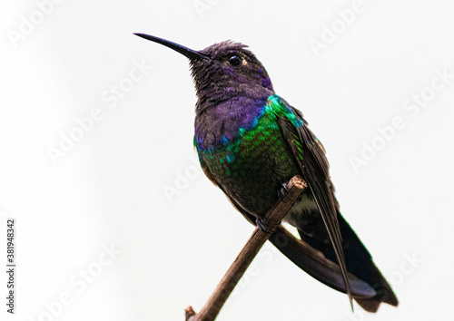 Beija-flor fotografado sozinho enquanto descansava