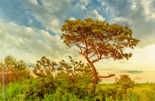 Sea buckthorn tree in summer evening