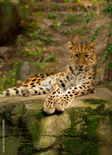 Leopard taking a nap © YanFelix