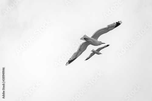 Seagulls fly through the beautiful mountain fjord landscape in Norway. photo