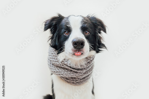 Funny studio portrait of cute smiling puppy dog border collie wearing warm clothes scarf around neck isolated on white background. Winter or autumn portrait of little dog. © Юлия Завалишина