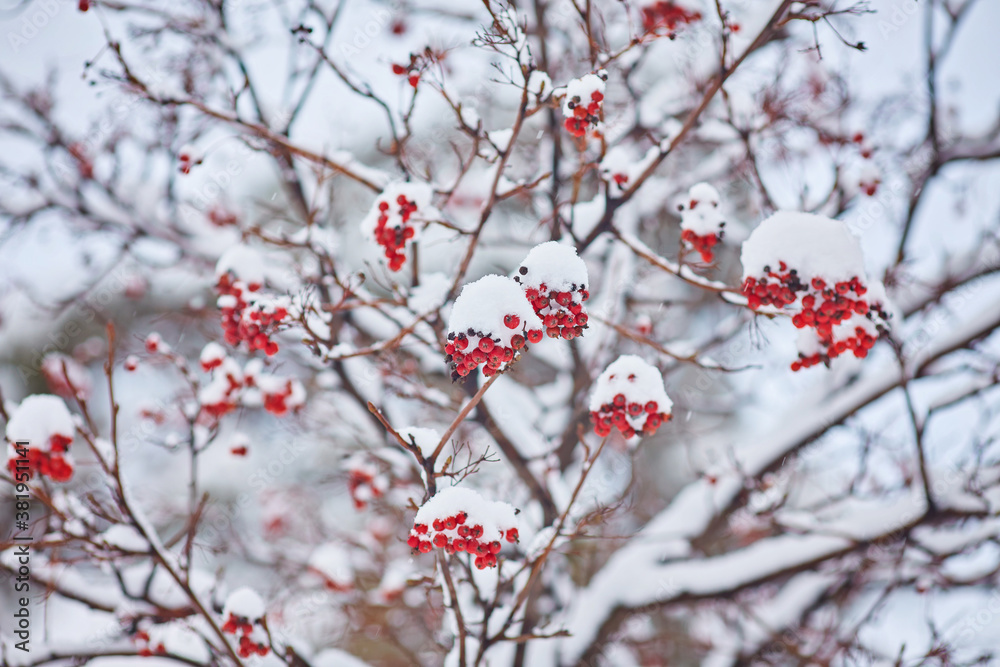 Red bunches of rowan covered with the snow Red bunches of rowan covered with the snow