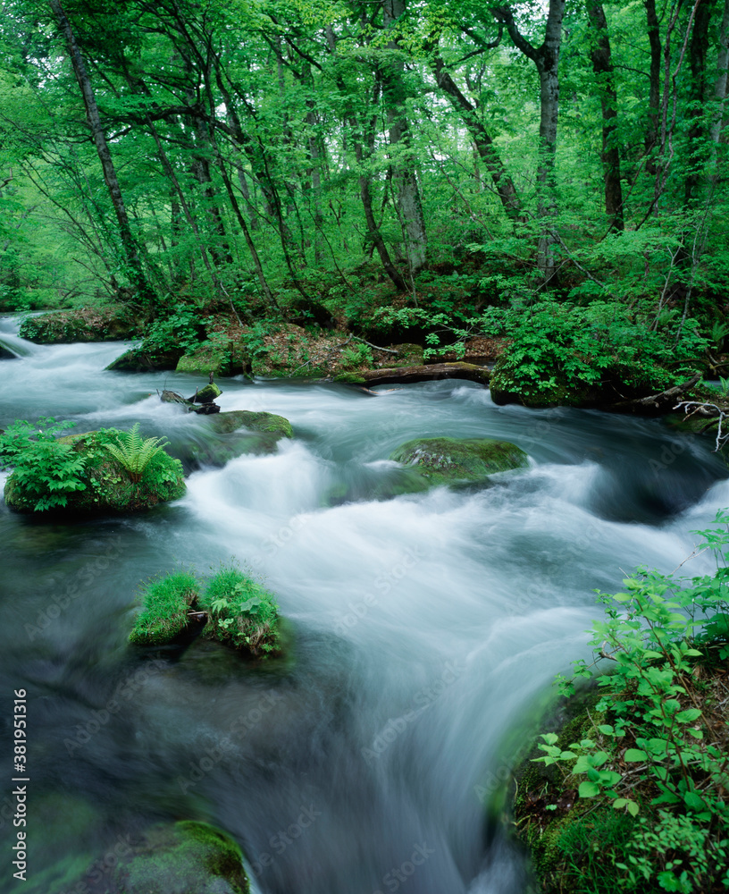 Obraz premium 奥入瀬の渓流