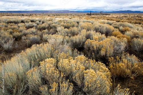 Cuadro en lienzo Sage brush in bloom and a livestock corral in the background in Brothers, central Oregon