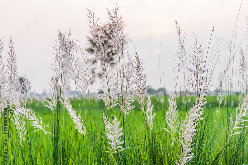 Obraz premium Beautiful Sunset against common reed grass canes in the fields