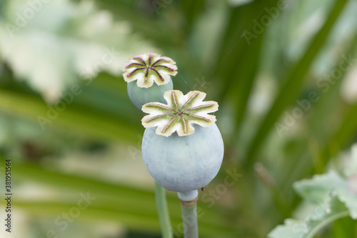 Opium poppy capsules in a garden during summer photo