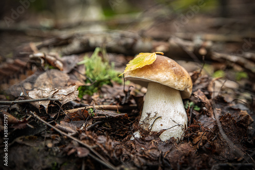 white mushroom grows in a natural environment