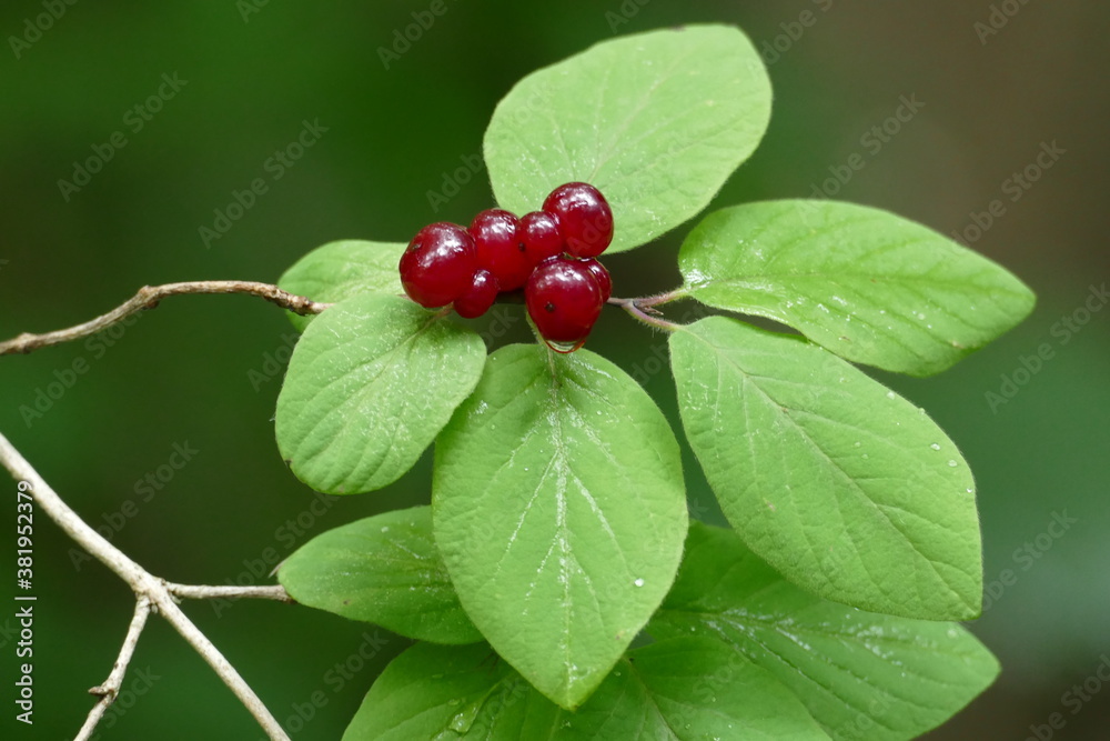 Beeren der roten Heckenkirche auf grünen Blättern Beeren der roten Heckenkirche auf grünen Blättern