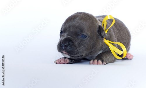 newborn puppy with yellow ribbon on white background