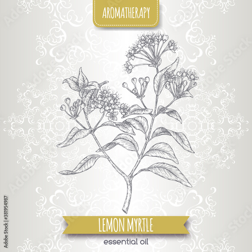 Lemon myrtle aka Backhousia citriodora sketch on elegant lace background.