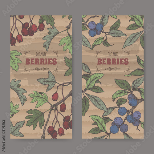 Two labels with Hawthorn aka Crataegus and Blackthorn aka Prunus spinosa branch color sketch. Berry fruits series.