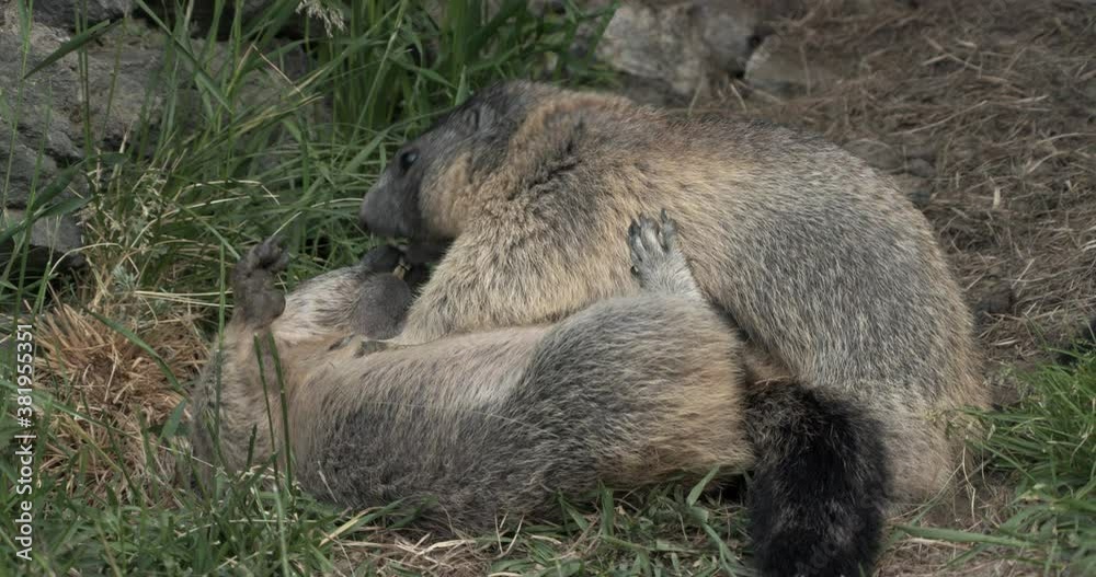 Alpine marmot playing together, Europe Alpine marmot playing together, Europe
