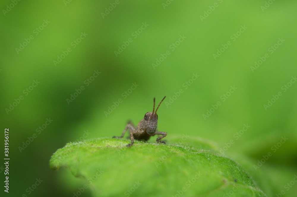 Fototapeta premium バッタ