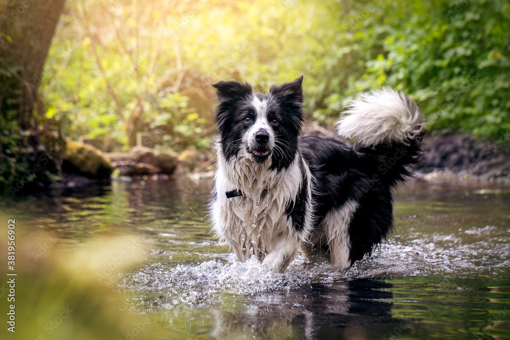 Border Collie Having Fun Splashing in Pond Water Border Collie Having Fun Splashing in Pond Water