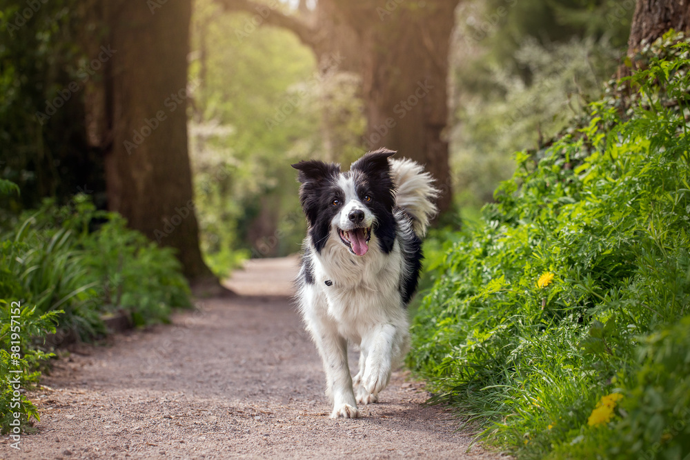 Border Collie on Wood Path