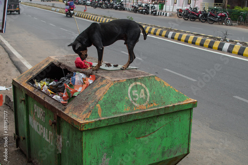 A black dog on top of a green container