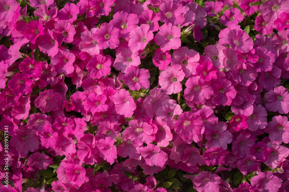Beautiful Petunia flowers at the park in the summer Beautiful Petunia flowers at the park in the summer