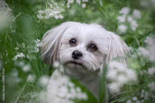 Bild auf Leinwand Lhasa Apso in Grass