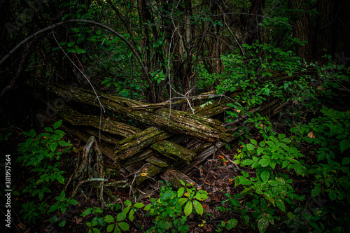 wooden fence in the forest