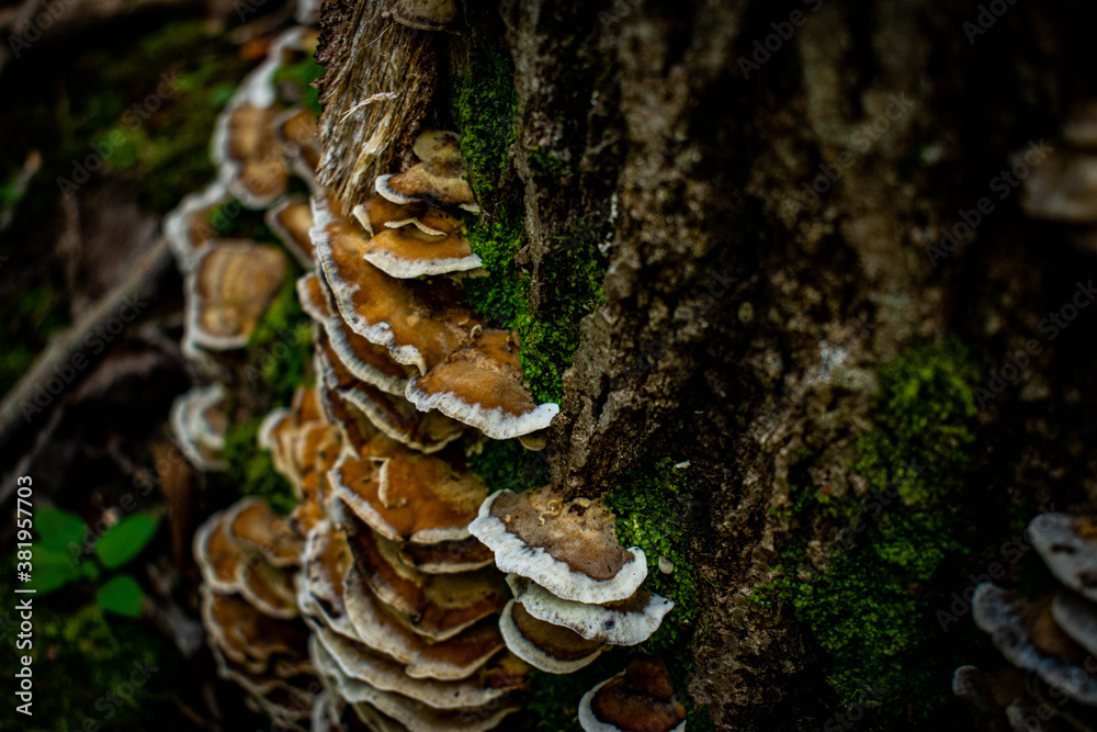 Fototapeta premium mushroom