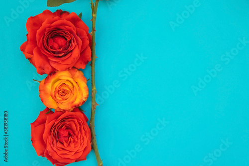 Two red and one yellow roses on a blue background.A gift for March 8 and mother s day.