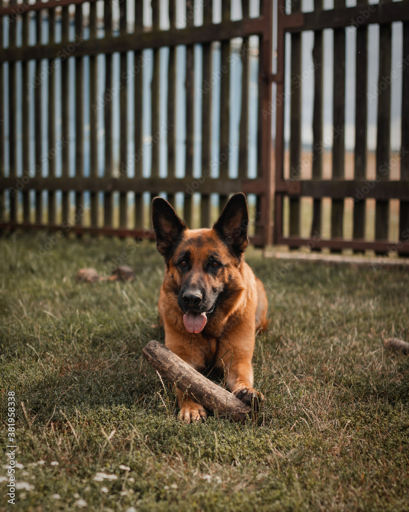 German shepherd dog playing with wooden stick. Laying in the grass. Background as wooden fence.