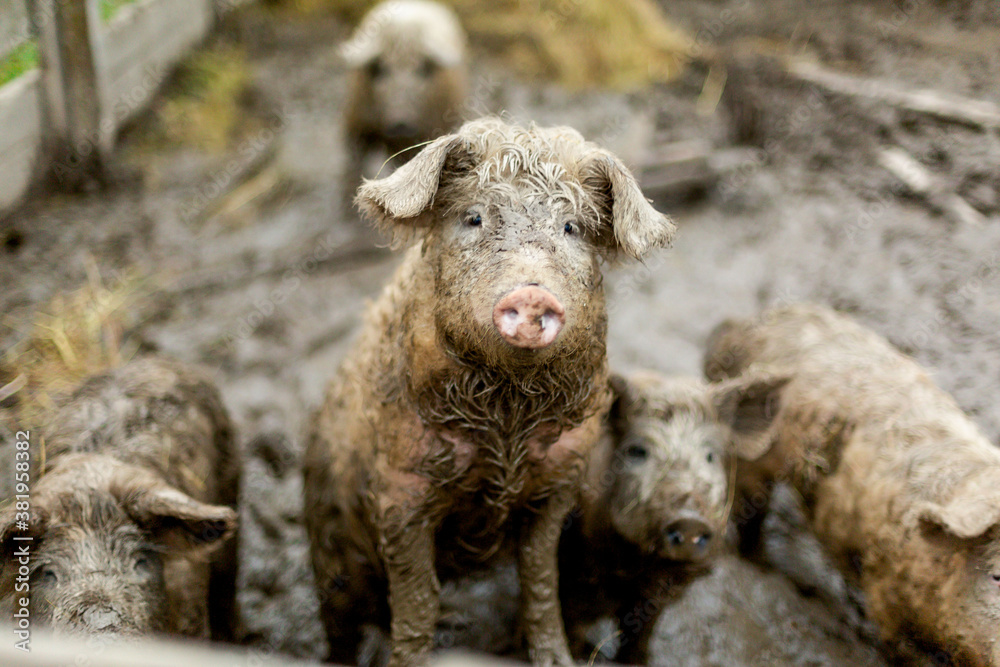 pig with fur in the mud. farm pig with fur in the mud. farm