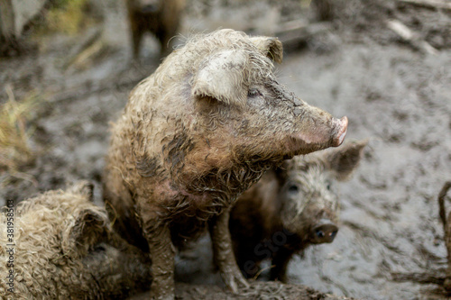 pig with fur in the mud. farm