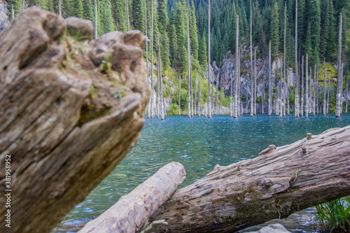 Brown logs in front of the beautiful scenery depicting dried trunks of Picea schrenkiana pointing out of turquoise water in Kaindy lake, Kazakhstan, Central Asia photo