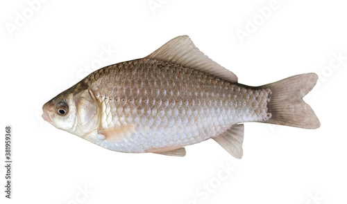 Side view of silver Prussian carp